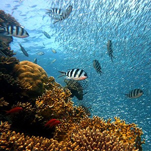 Protection de la biodiversité et des ressources des océans