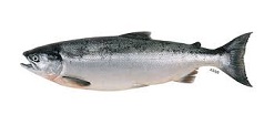 eco saumon