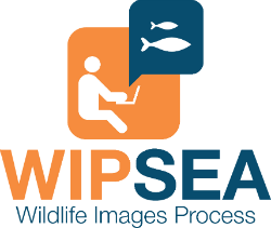 wipsea logo