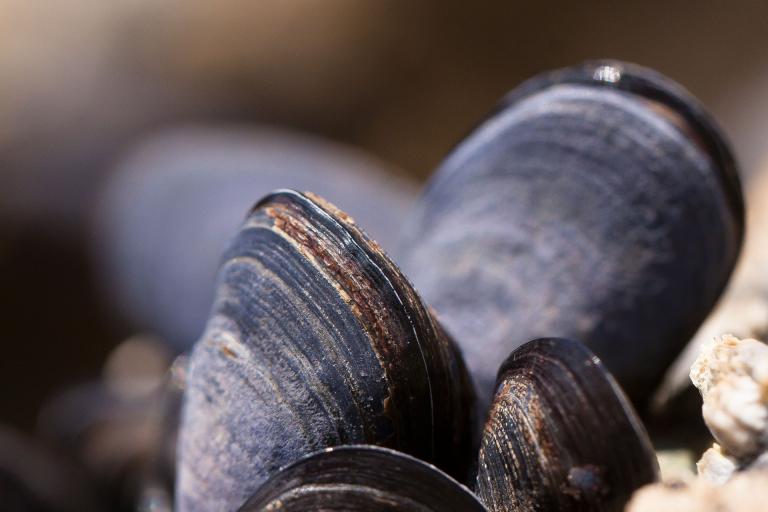 moules ldd